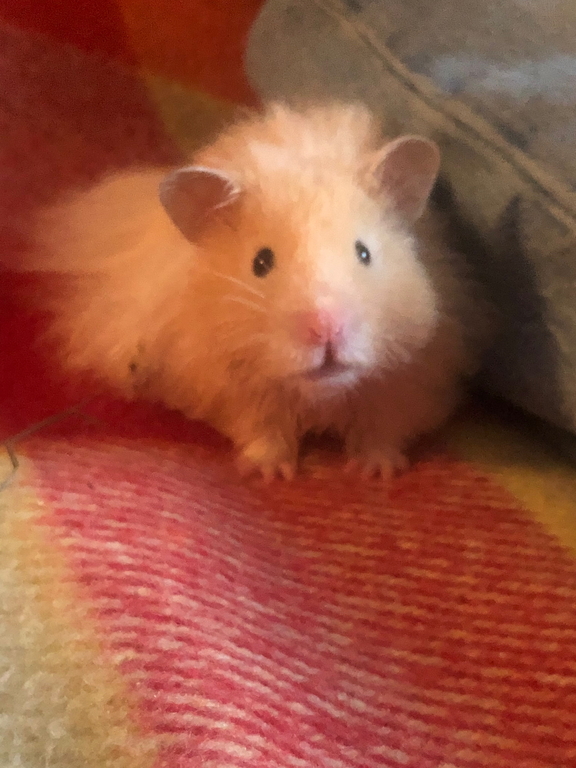 Coco