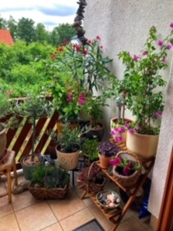 Unsere grüne Oase / our green oasis 🪴🌸🌱