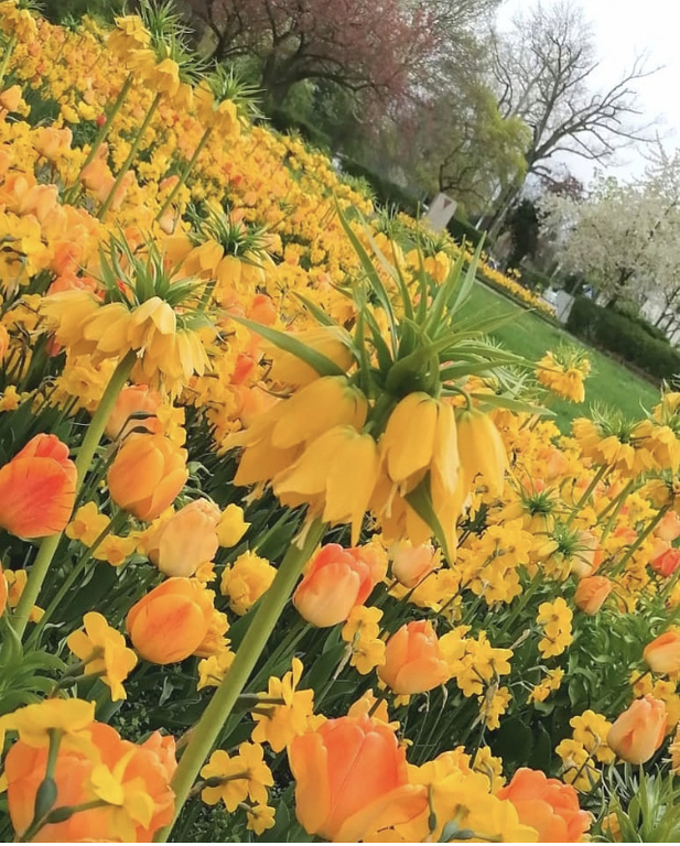 Markkleeberg im Frühling/ Markkleeberg in spring🌼