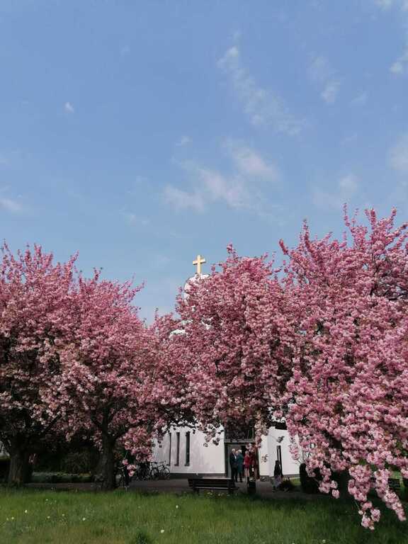 Frühling in Markkleeberg/ spring in Markkleeberg 🌸