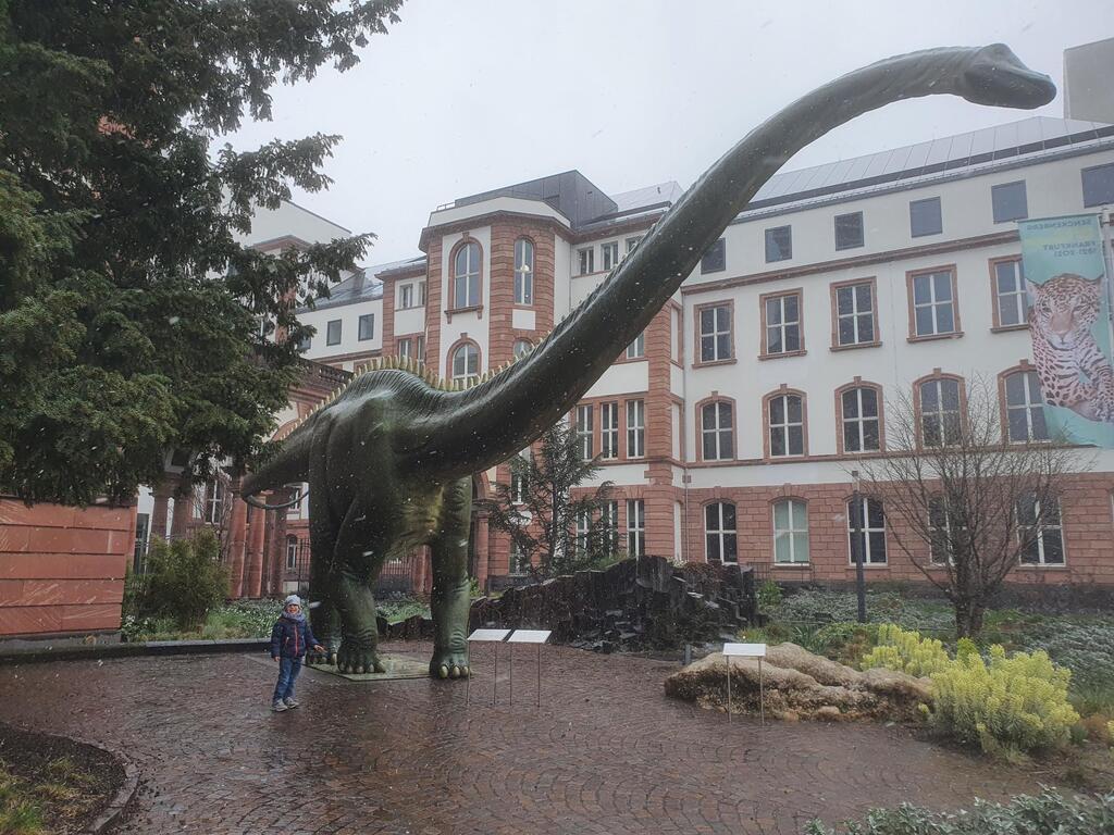 dino in real size at the Museum