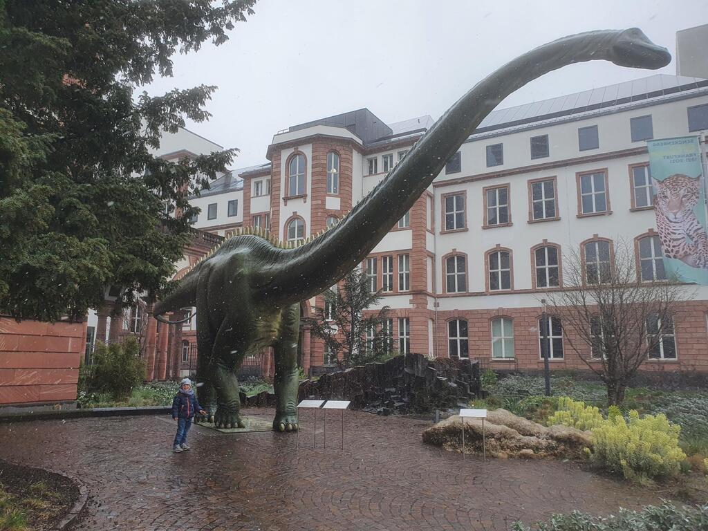 dino in real size at the Museum