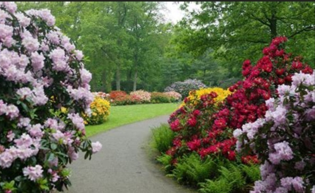 Rhododendronpark
