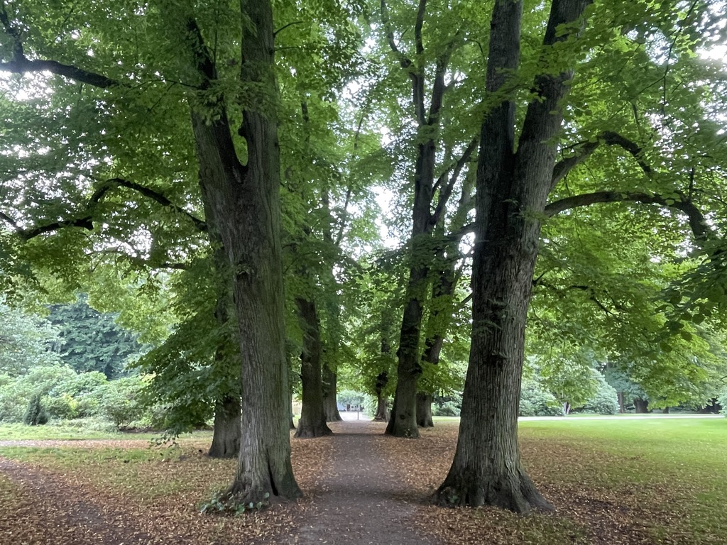 Uralte Baumallee im nahen Hirschpark