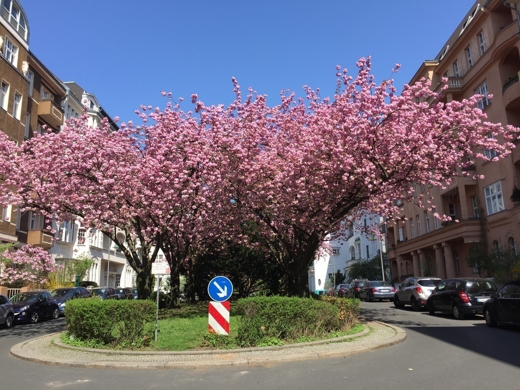 Kirschblüte Hewaldstraße