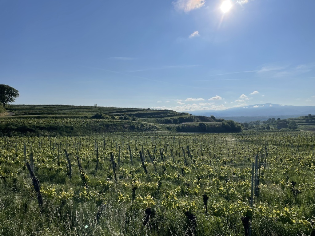 Reben am Kaiserstuhl