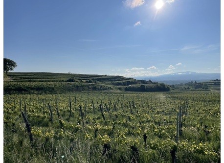 Reben am Kaiserstuhl