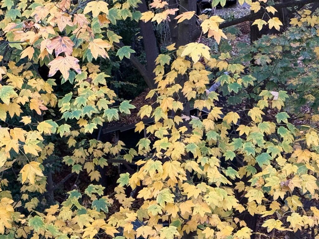Blick aus dem Schlafzimmer im Herbst