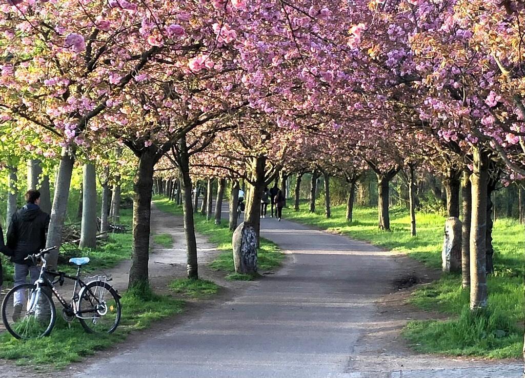 Berliner Mauerweg zur Kirschblütenzeit