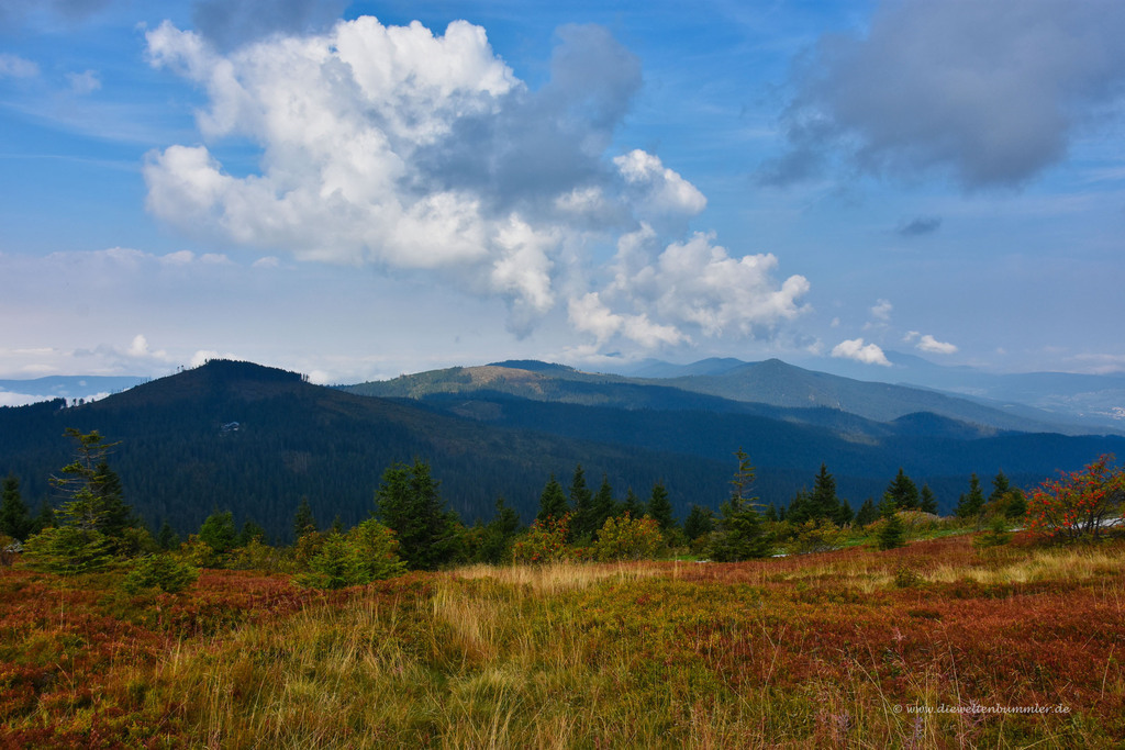 Bavarian forest