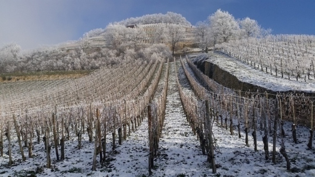 vineyards on the doorstep
