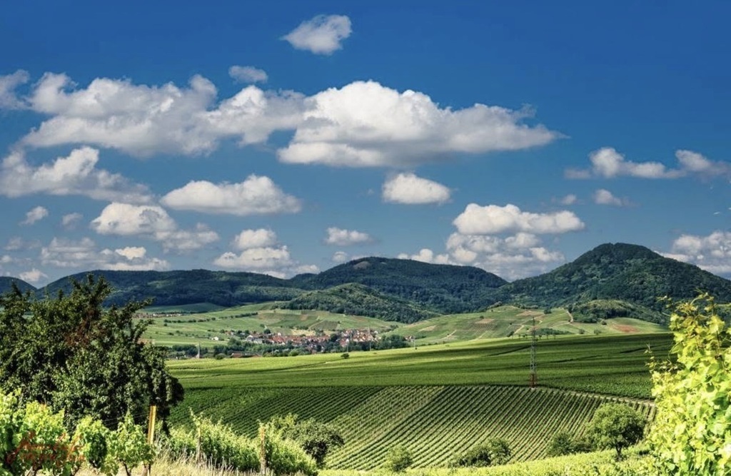 Vineyards in the Palatinate