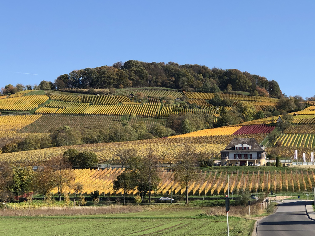 Weinberge 