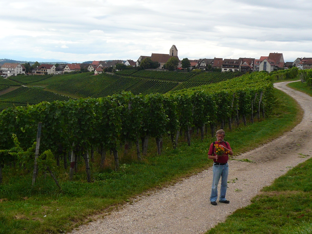Vinyard in Ötlingen(village in background)