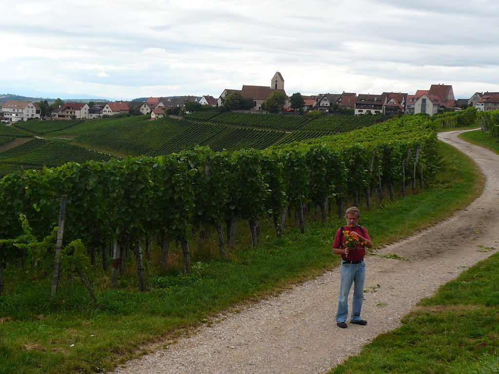 Vinyard in Ötlingen(village in background)