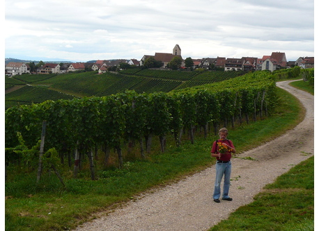Vinyard in Ötlingen(village in background)