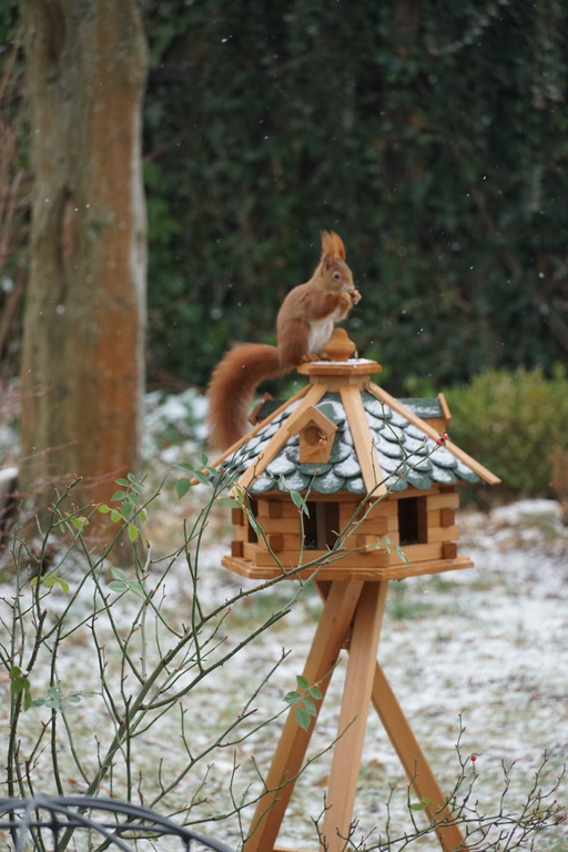 "our Eichhörnchen" in winter