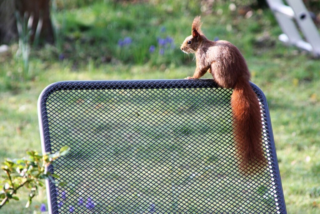squirrel in our garden