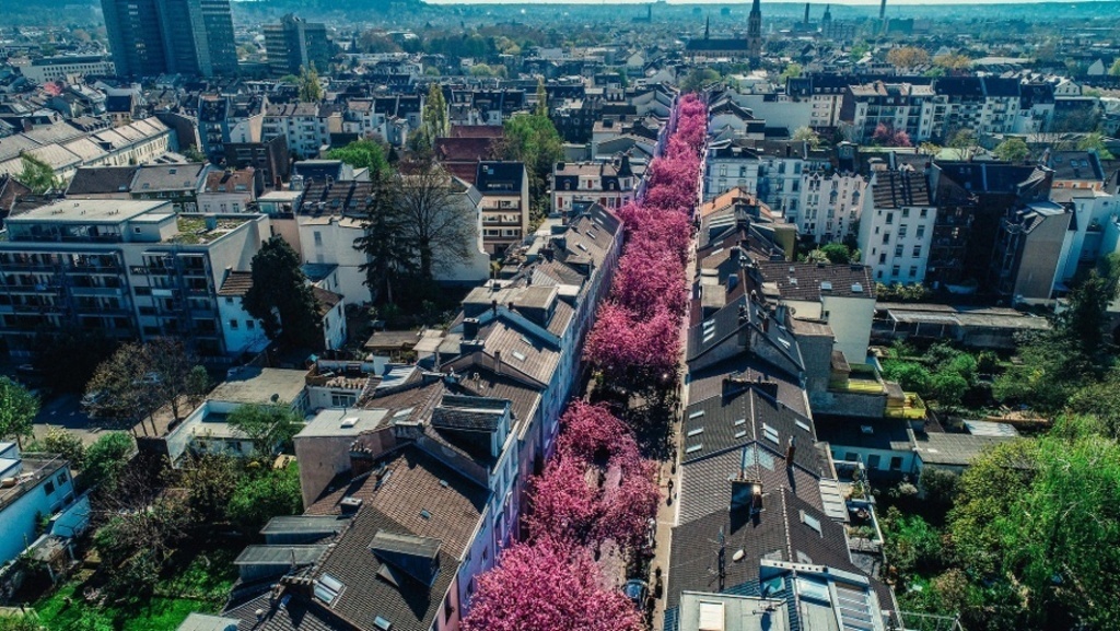 The famous cherry blossom in Bonn‘s Heerstraße - La famosa flor de los cerezos en la Heerstraße