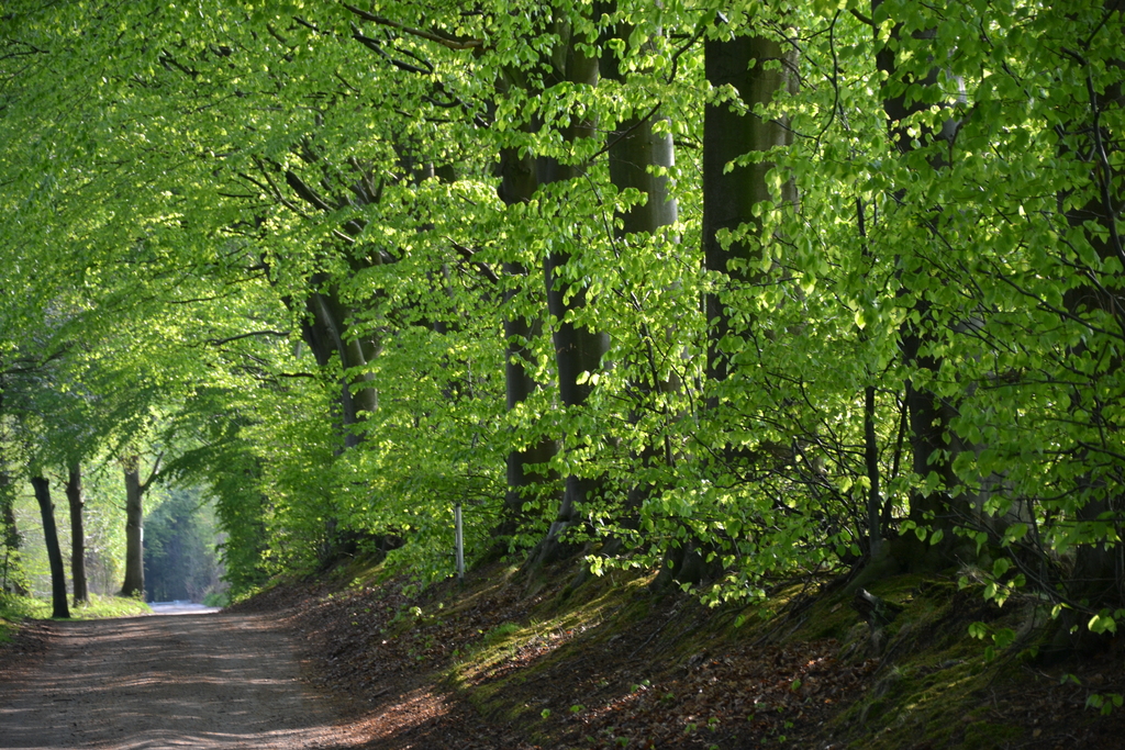 Der Wald in der Nähe/Forest nearby