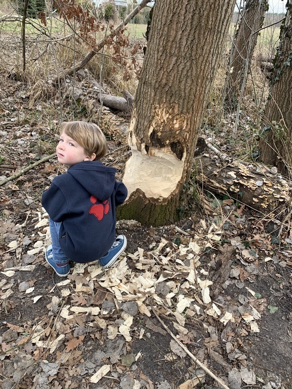Close to our house:  beavers are working on an new dam