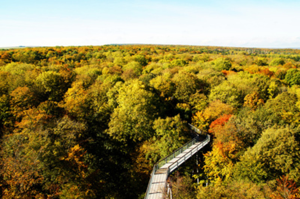 Hainich with treetop trail / Baumwipfelpfad