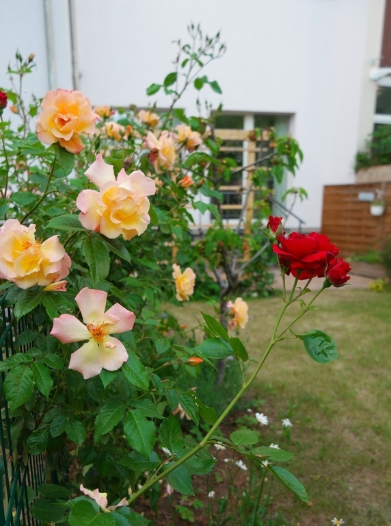 Many Roses in our Courtyard