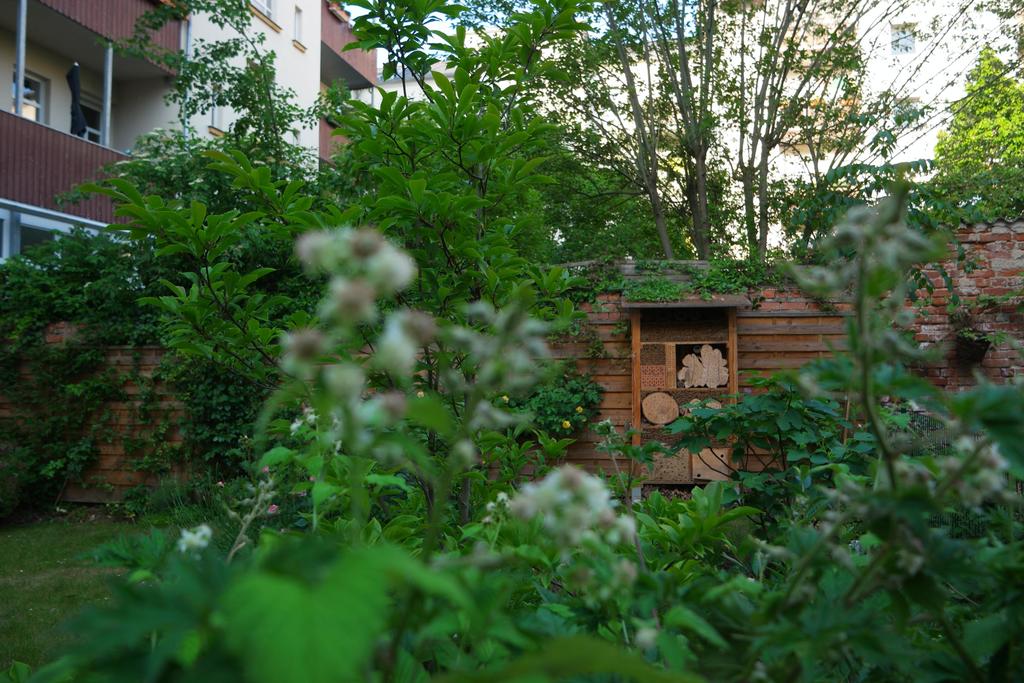 Back yard now - in our insect hotel no room is free