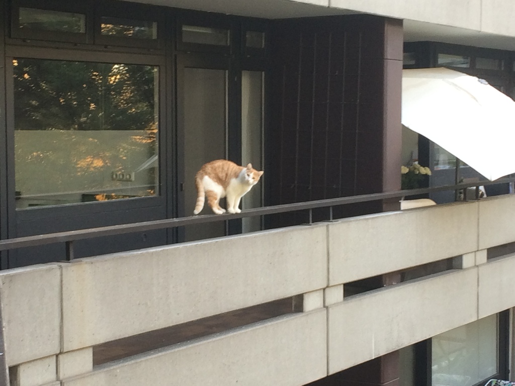 Cat of the neighbour, visiting