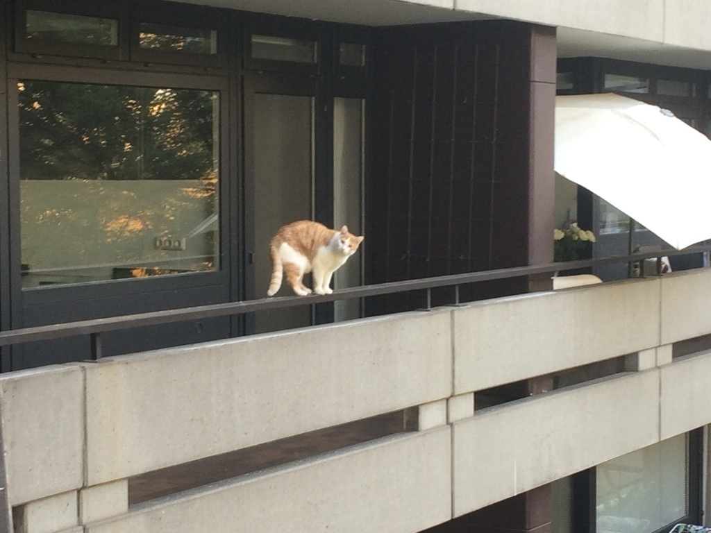 Cat of the neighbour, visiting