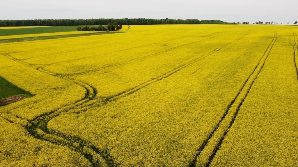 rapeseed fields, a few km from home