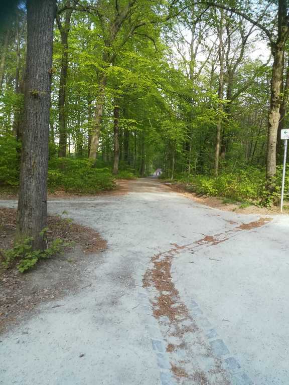 Kuchwald forest in front of our house