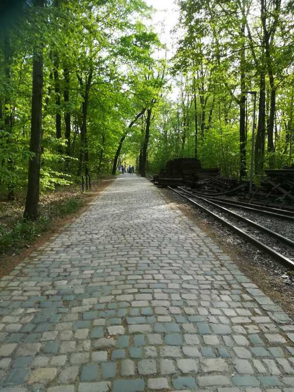 The Küchwald park in front of our house.