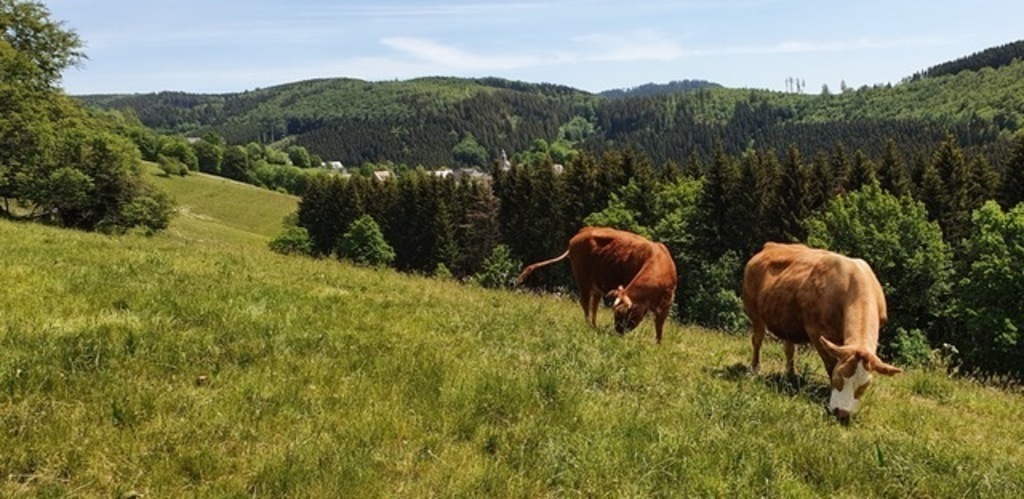 An alpine meadow just outside the village