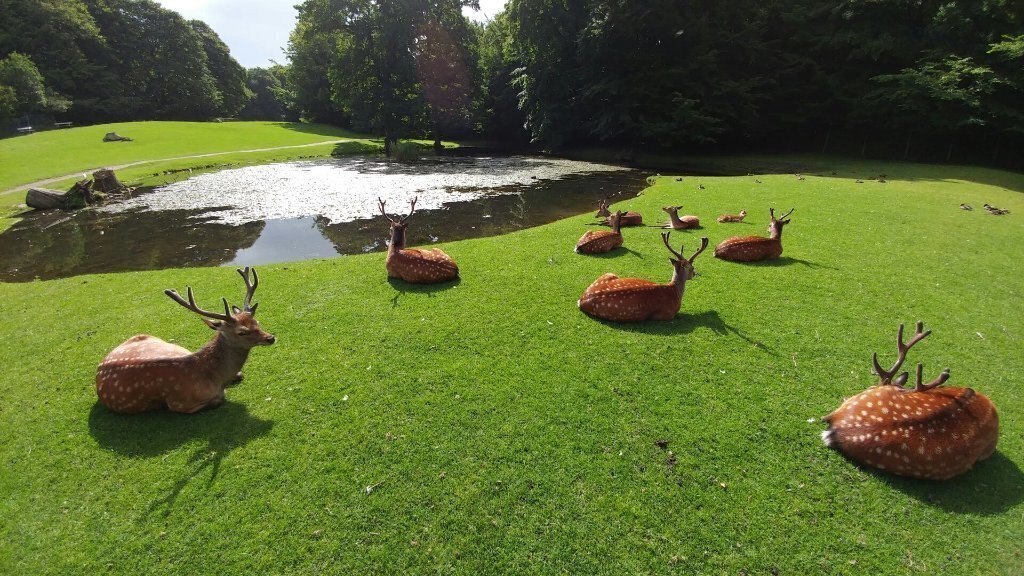 Marselisborg Deer Park