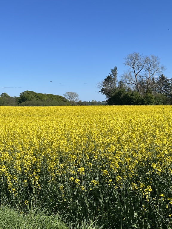 Fields we can see from the house