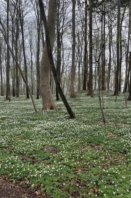 The woods nearby our house