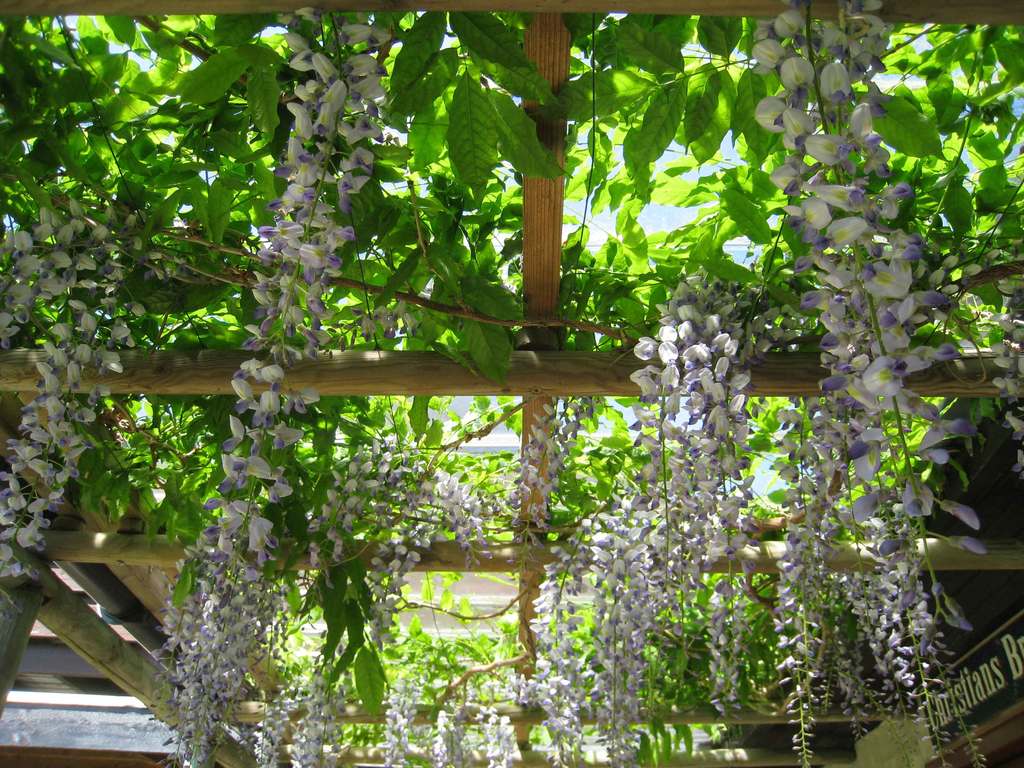 Garden in springtime