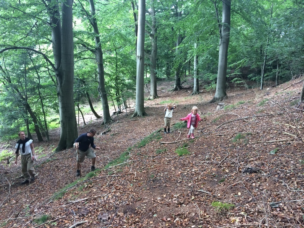 Find mushrooms in the woods