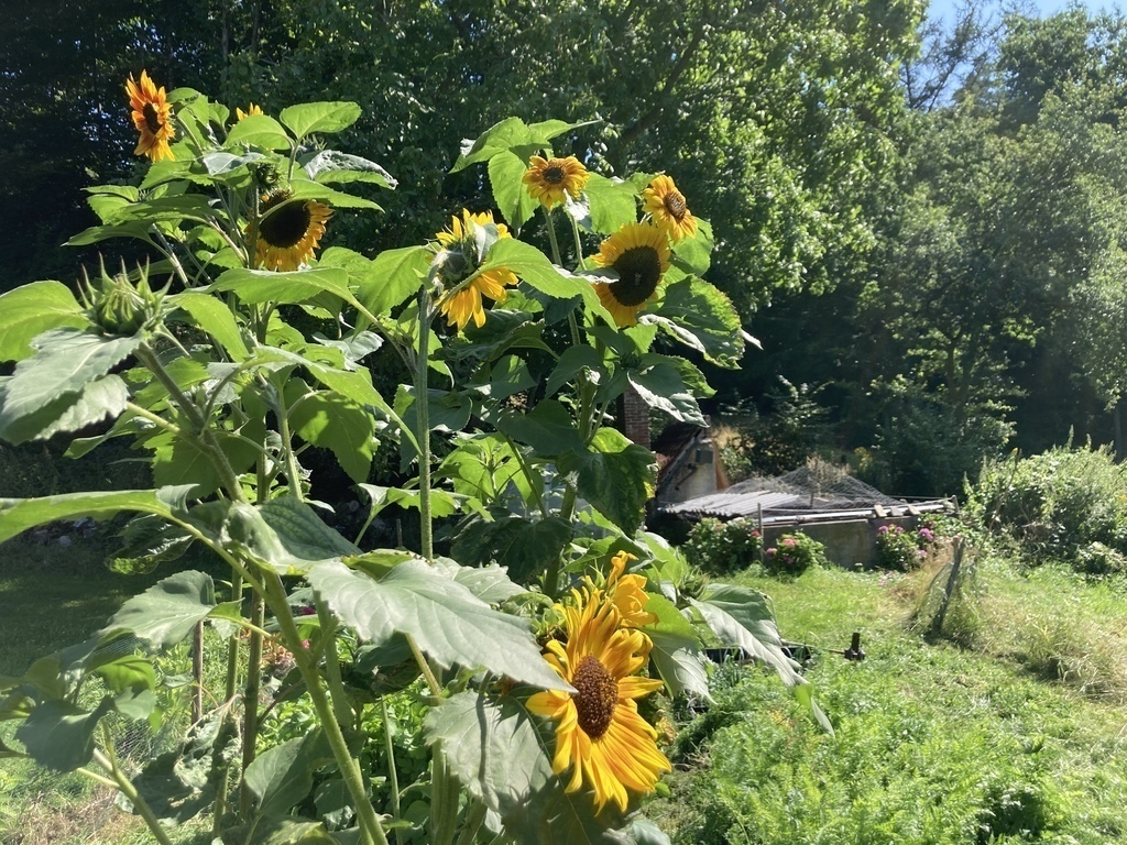 You are welcome to eat vegetables from our garden 