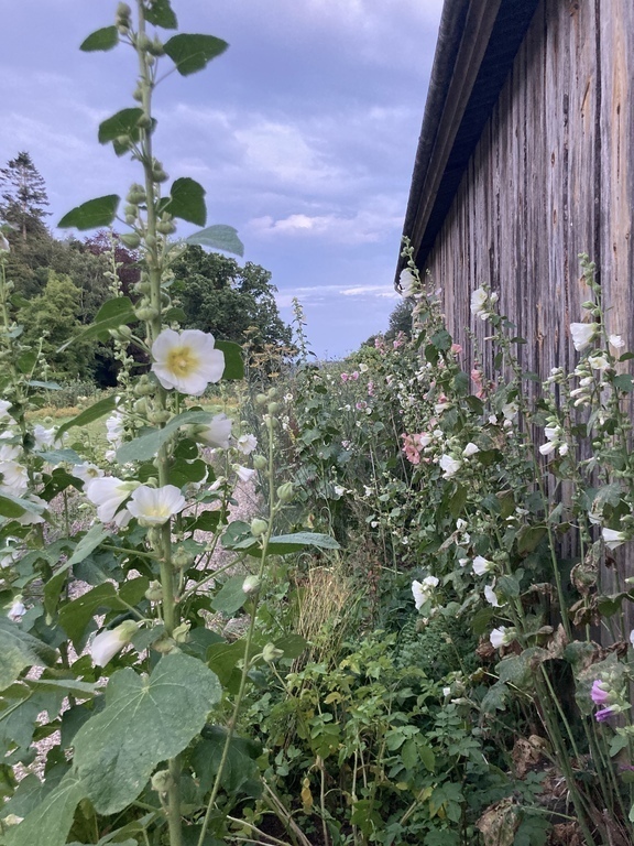 Many flowers during summer 