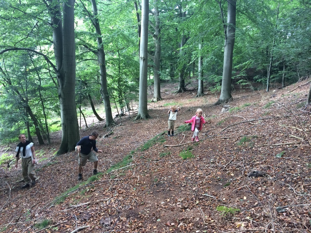 Find mushrooms in the woods