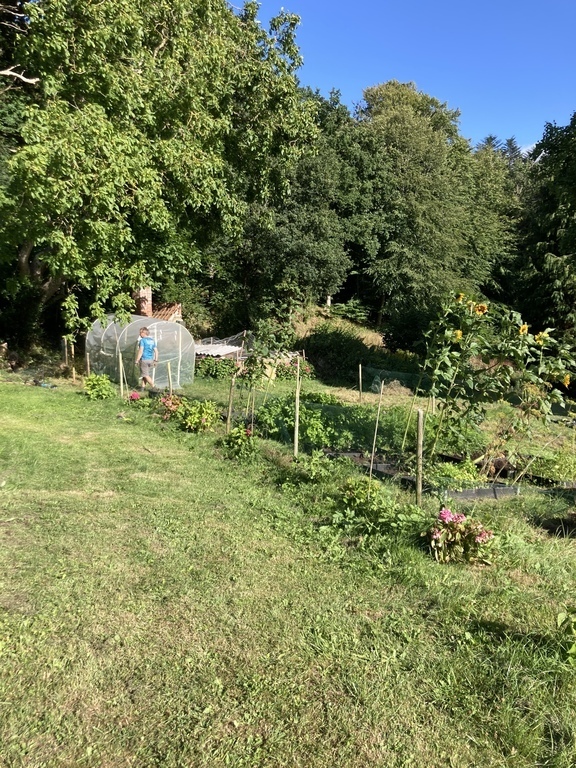 Vegetable garden 