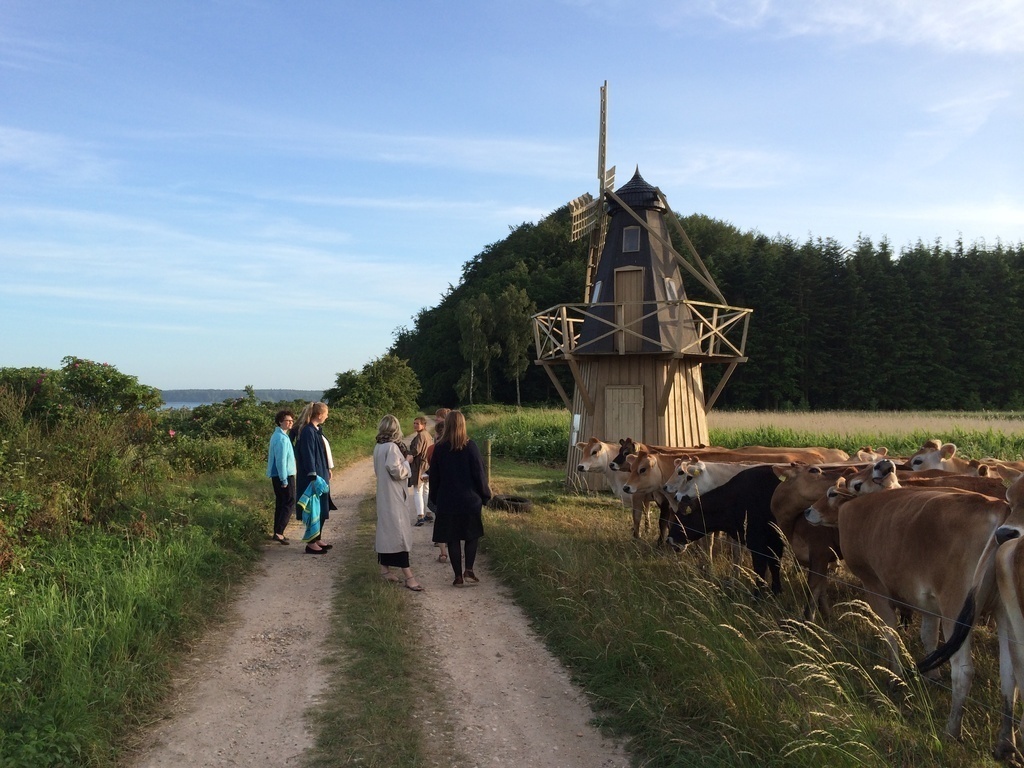 Meet the cows at the meadow