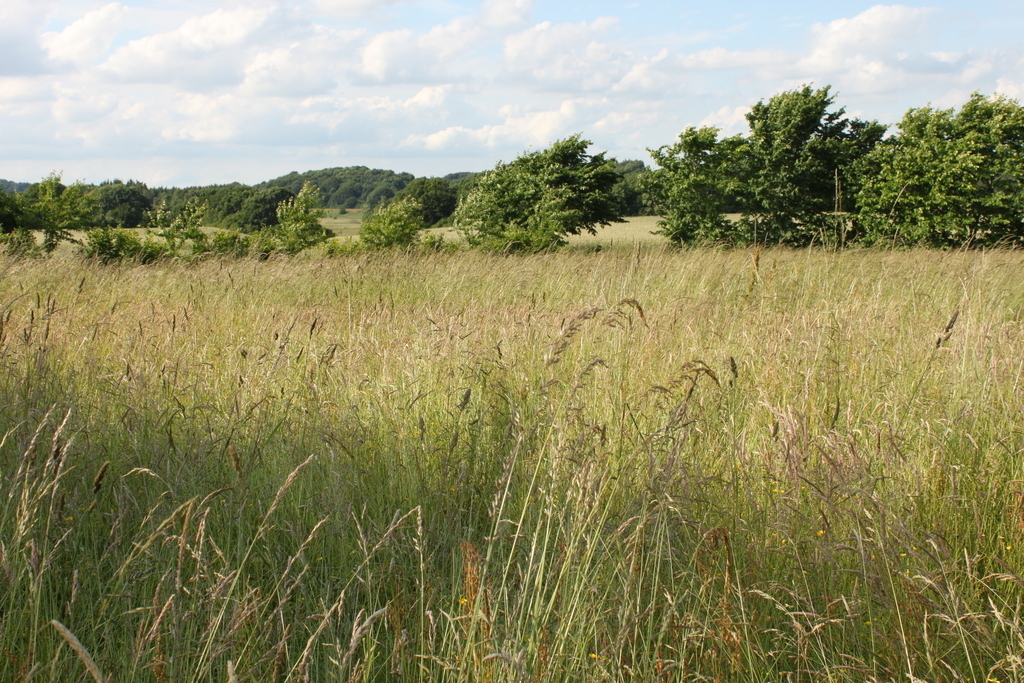 The garden, grass field
