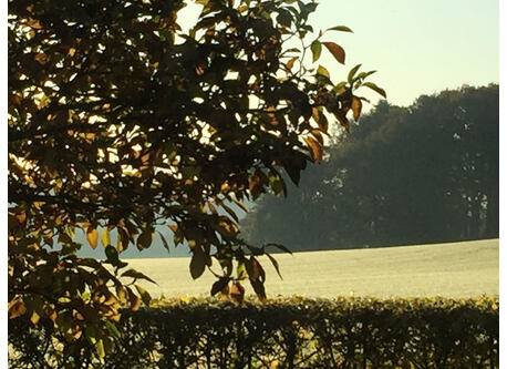 View from the kitchen window
