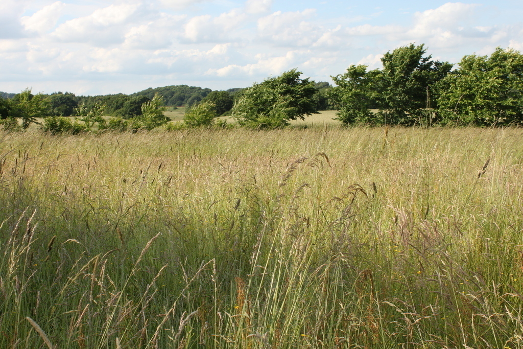 The garden, grass field
