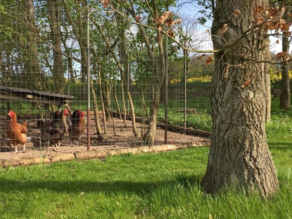 The chickens, easy to take care of