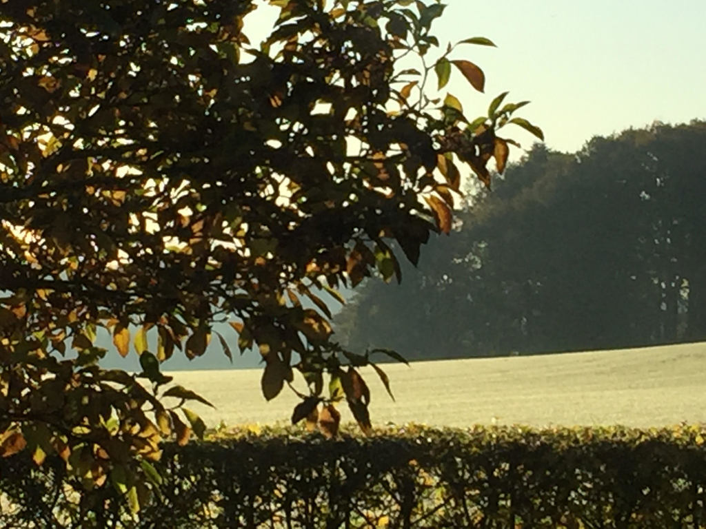 View from the kitchen window