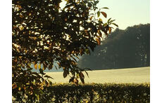 View from the kitchen window